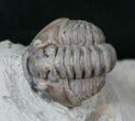 Enrolled Flexicalymene Trilobite In Matrix - Ohio #16440-1